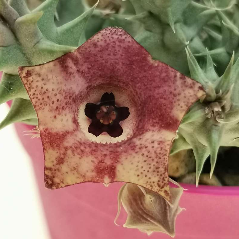 Huernia macrocarpa (Carrion Flower)