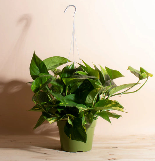Epipremnum aureum Pothos (Devil's Ivy / Hanging Baskets)