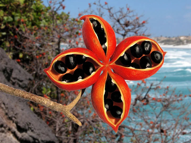 Sterculia quadrifida (Peanut Tree)