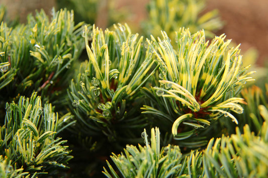 Pinus parviflora ‘Fukai’ (Japanese White Pine)