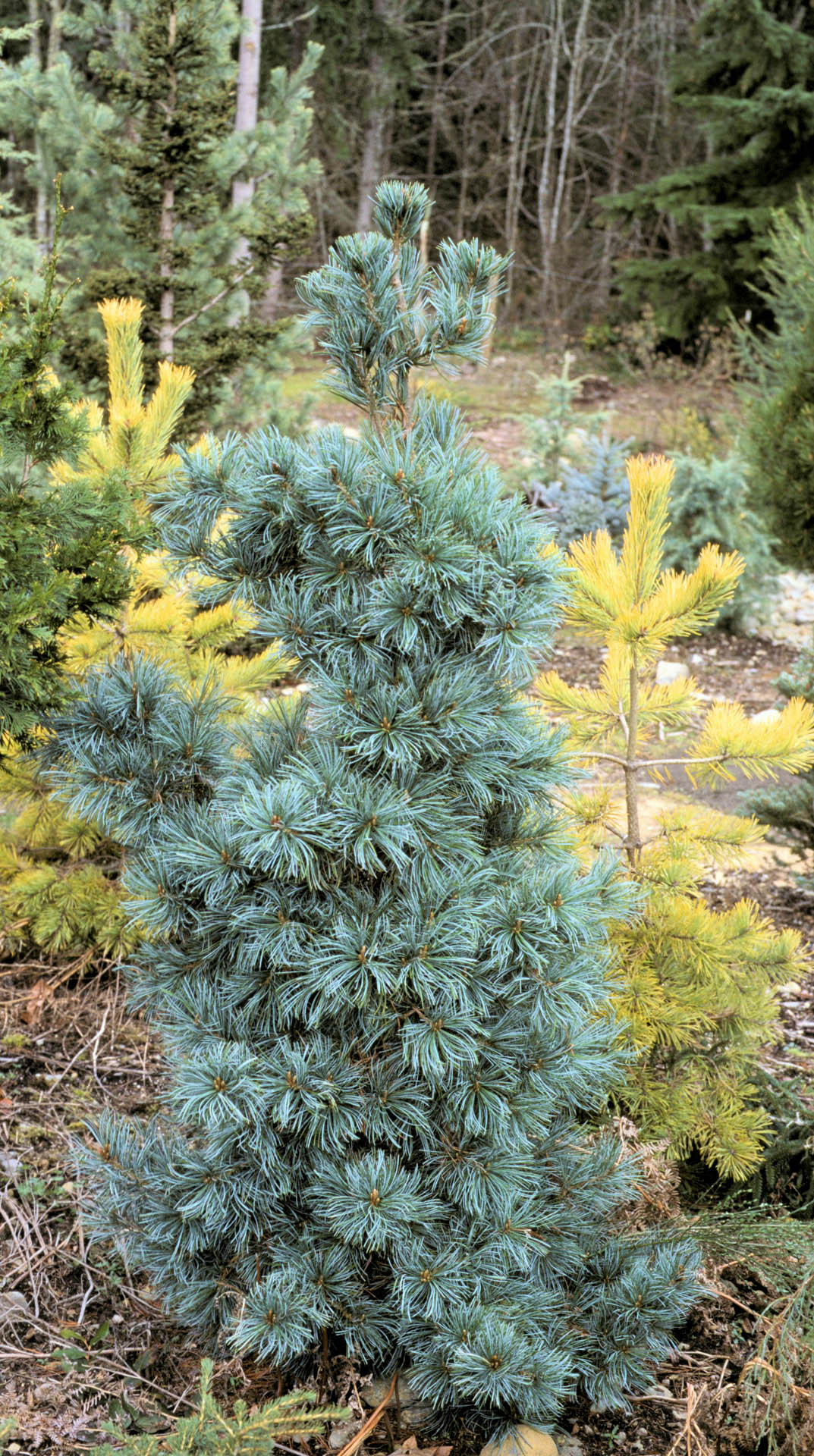 Pinus parviflora ‘Ibo-can’ (Japanese White Pine)