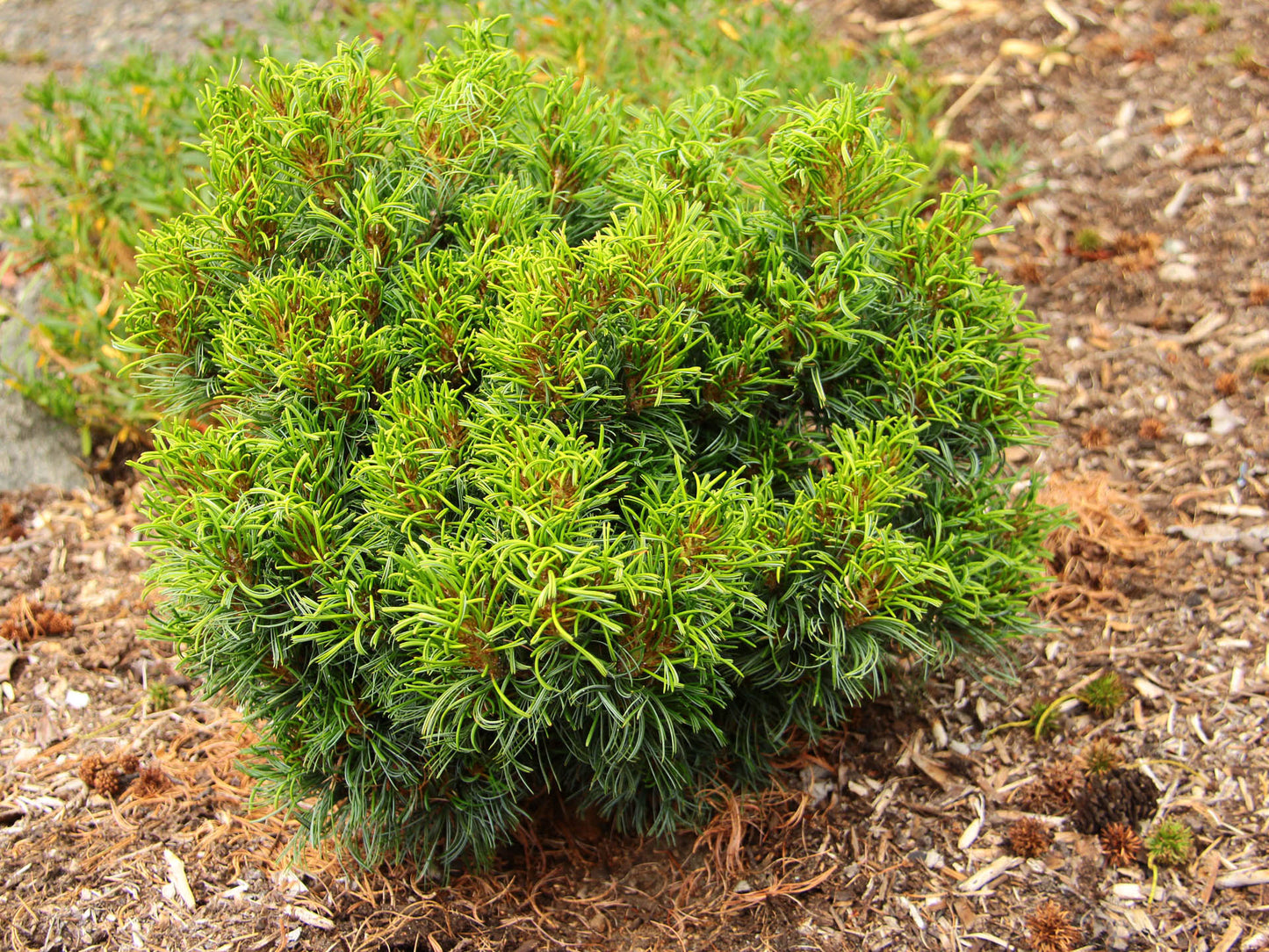 Pinus strobus ‘Green Twist’ – Dwarf Eastern White Pine