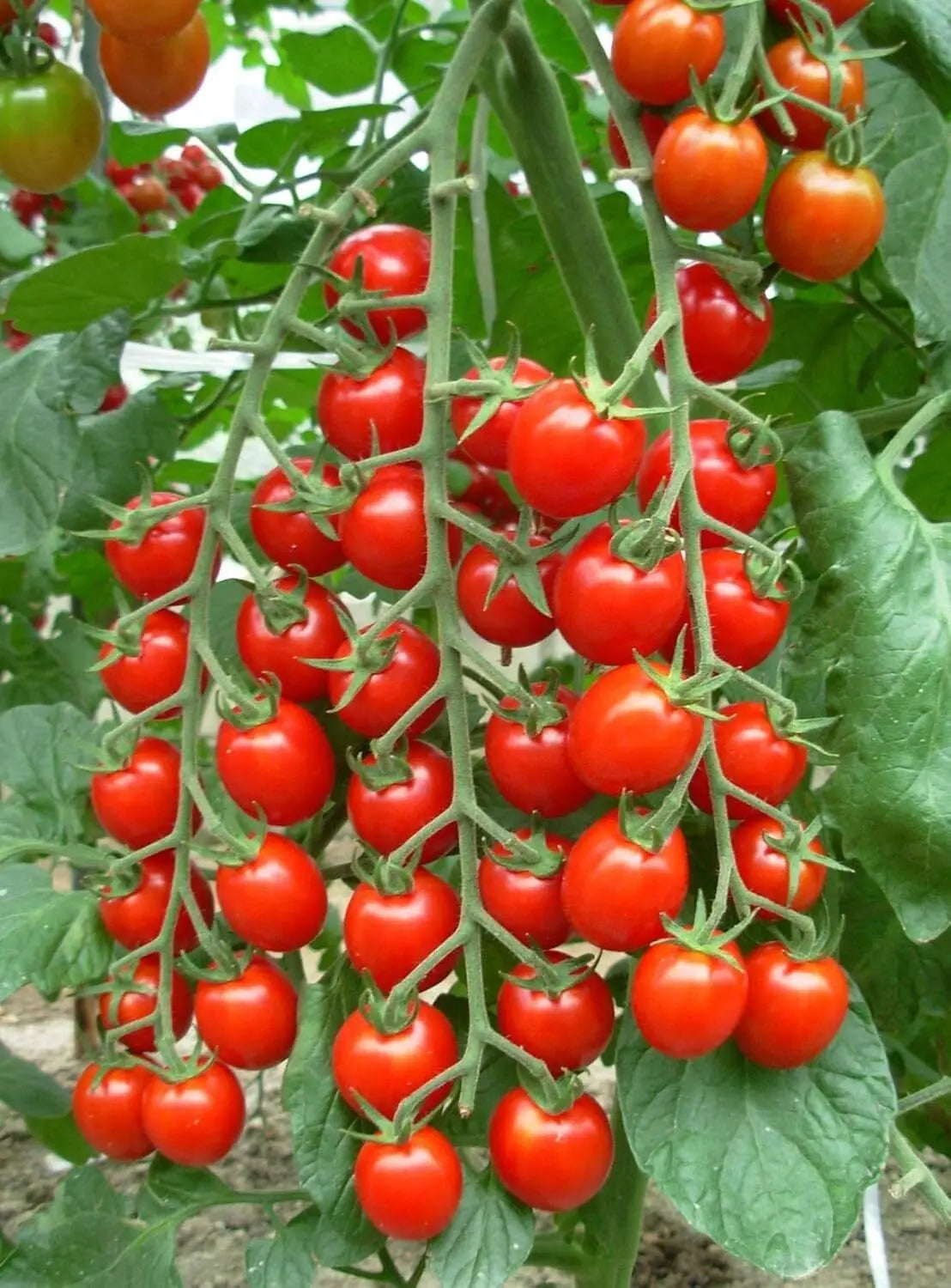 Solanum Lycopersicum 'Sugar Lump' (Sugar Lump Tomato)