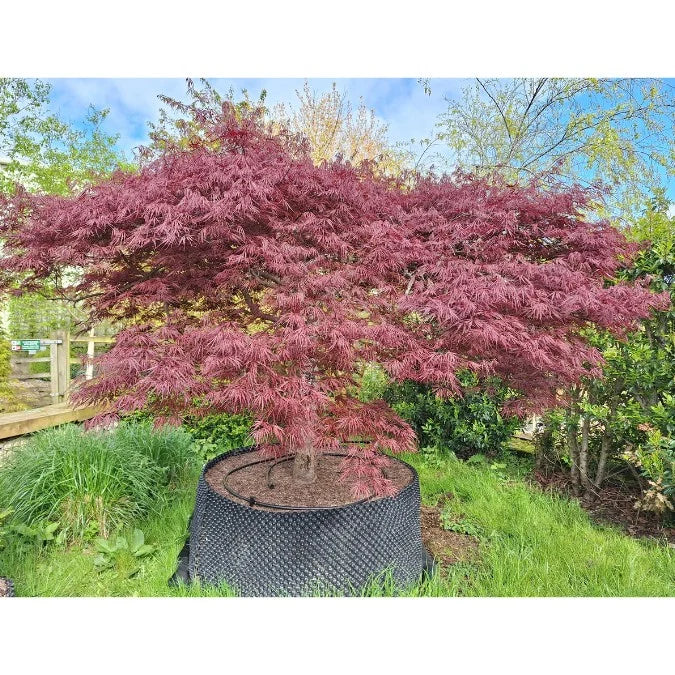 Acer Palmatum ‘Inaba-Shidare’ (Inaba-Shidare Japanese Maple) Standards