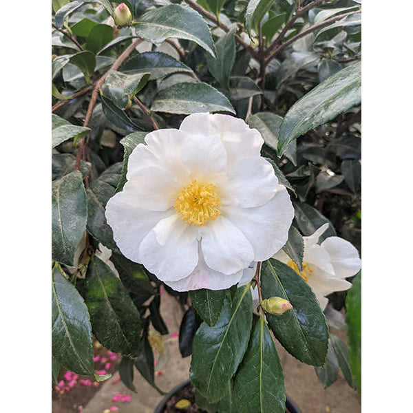Camellia japonica ‘White Nun’