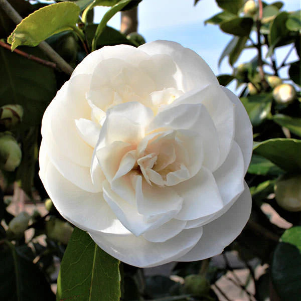 Camellia japonica ‘White Nun’