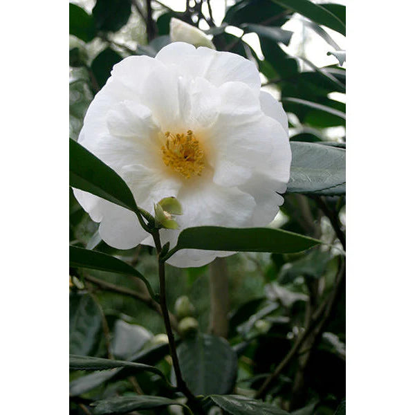 Camellia japonica ‘White Nun’