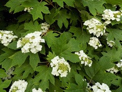 Hydrangea quercifolia – Oak Leaf Hydrangea