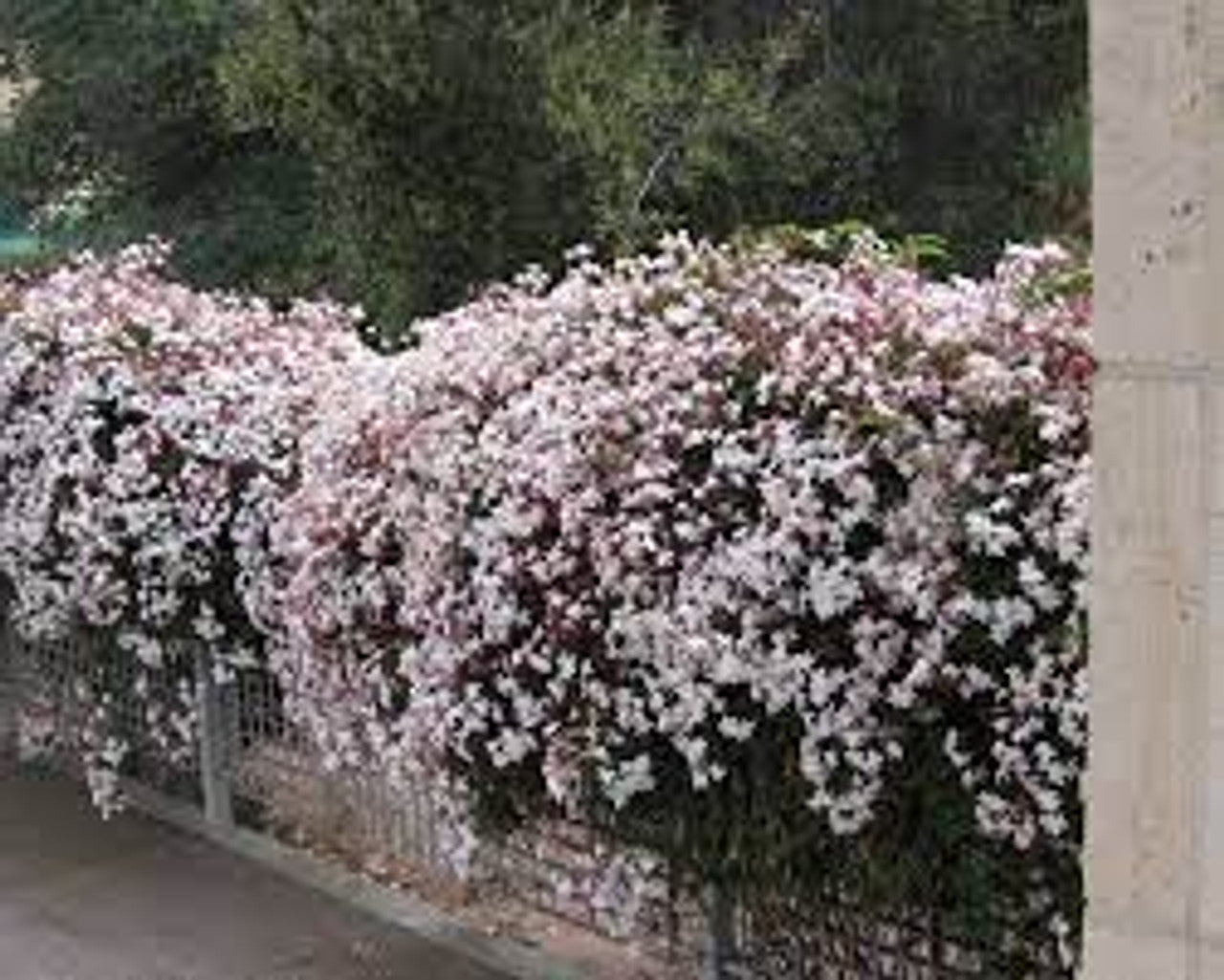 Jasminum Polyanthum (Common Jasmine or Winter Jasmine)