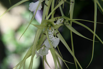 Brassia verrucosa (Warty Brassia Orchid)