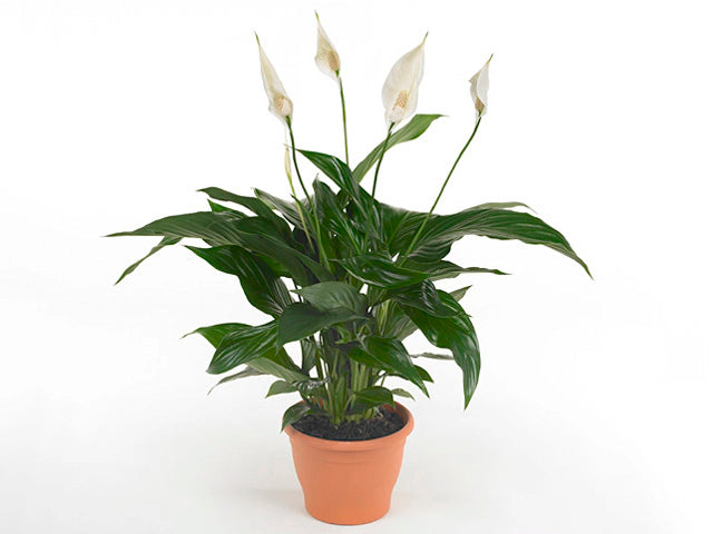 Spathiphyllum ‘Sweet Romano’ – Peace Lily