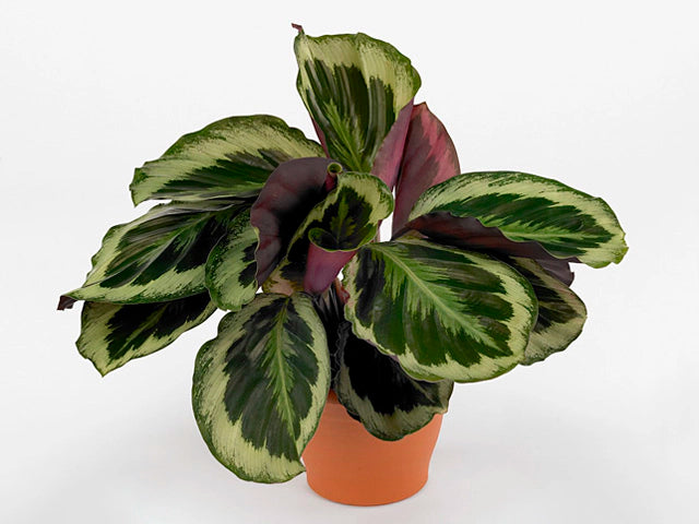 Calathea roseopicta ‘Shinestar’ – Shinestar Calathea