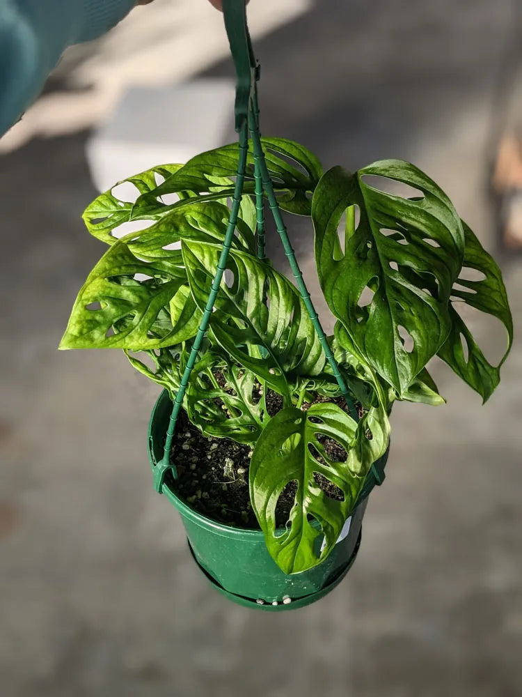 Monstera Lechleriana (Trailing Monstera Hanging Basket)