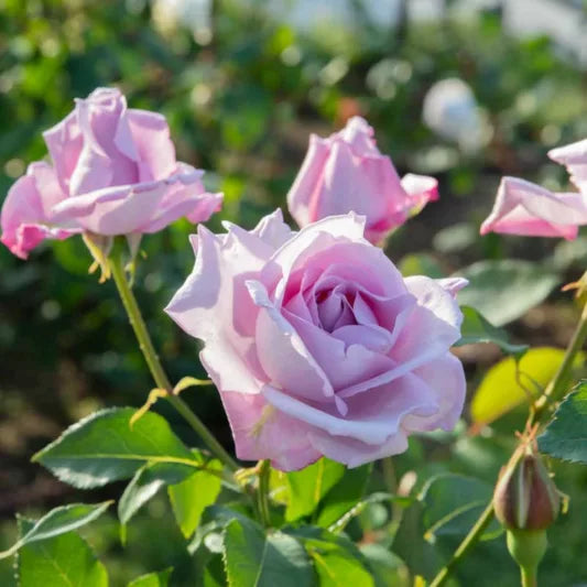Rosa ‘Blue Moon’ (Hybrid Tea Rose)