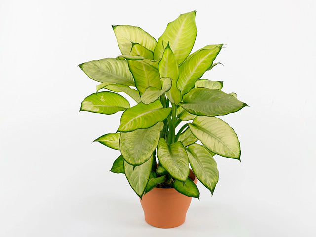 Dieffenbachia 'Summer Style' (Summer Style / Dumb Cane)