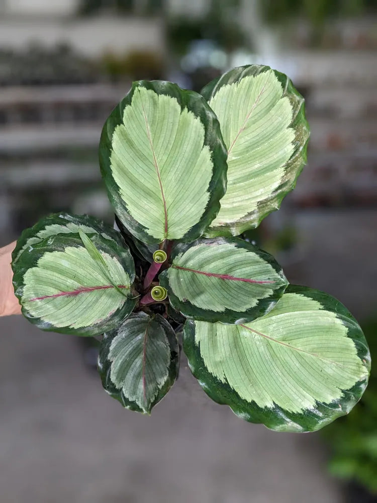 Calathea roseopicta 'Northern Lights' (Northern Lights)