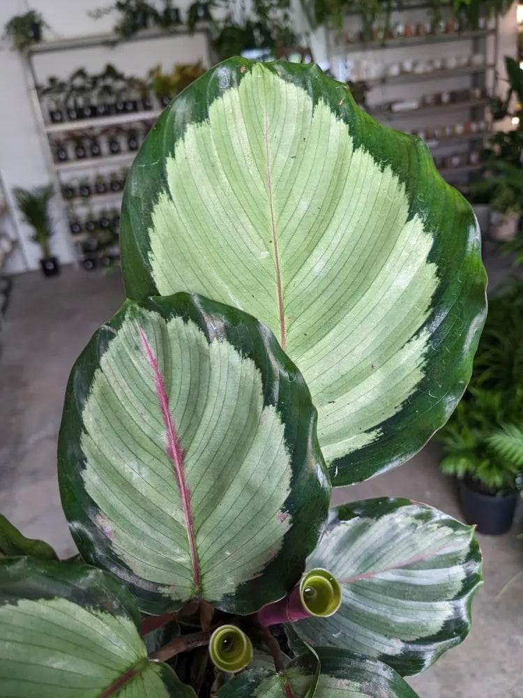 Calathea roseopicta 'Northern Lights' (Northern Lights)