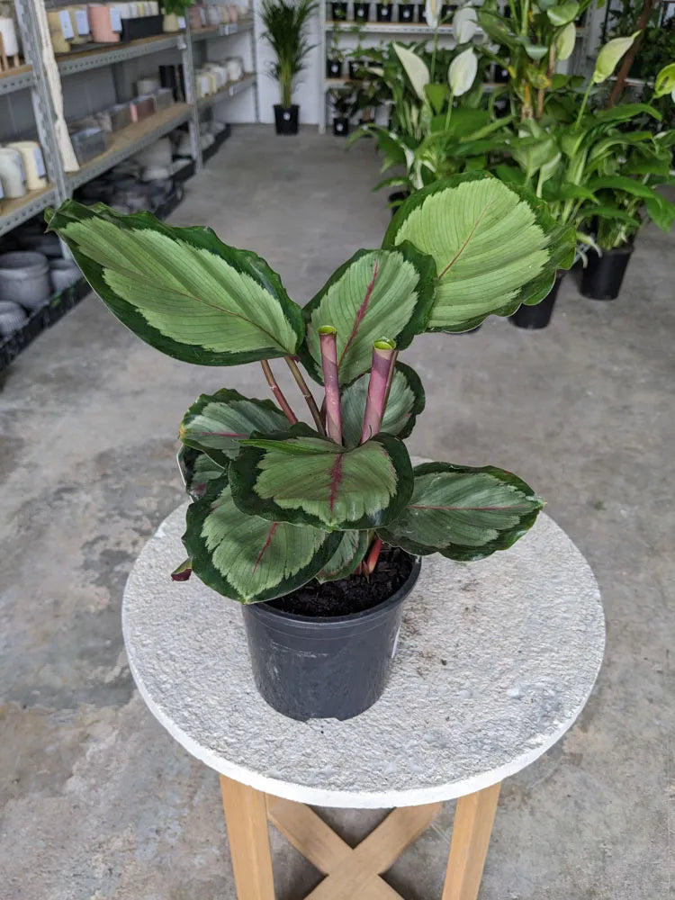Calathea roseopicta 'Northern Lights' (Northern Lights)