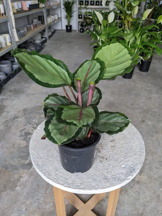 Calathea roseopicta 'Northern Lights' (Northern Lights)