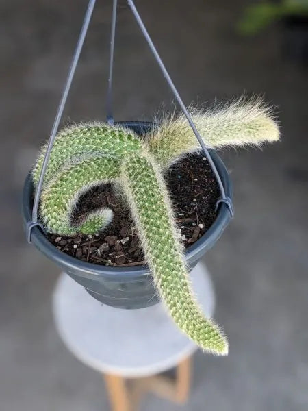 Cleistocactus colademononis (Monkey Tail Cactus) – Hanging Basket