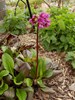 Bergenia ‘Winter Glow’ (Pigsqueak)