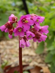 Bergenia ‘Winter Glow’ (Pigsqueak)