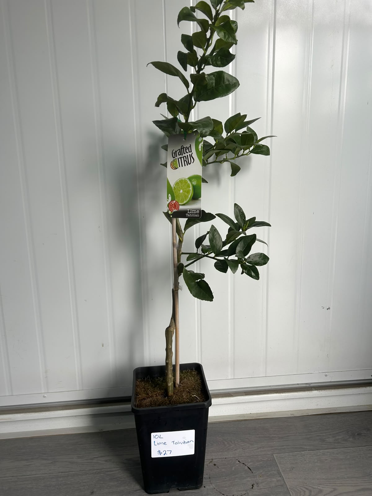 Citrus × Latifolia ‘Tahitian’ (Tahitian Lime) GRAFTED (CLEARANCE)