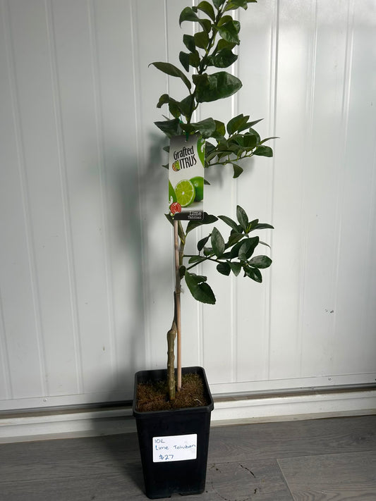 Citrus × Latifolia ‘Tahitian’ (Tahitian Lime) GRAFTED (CLEARANCE)