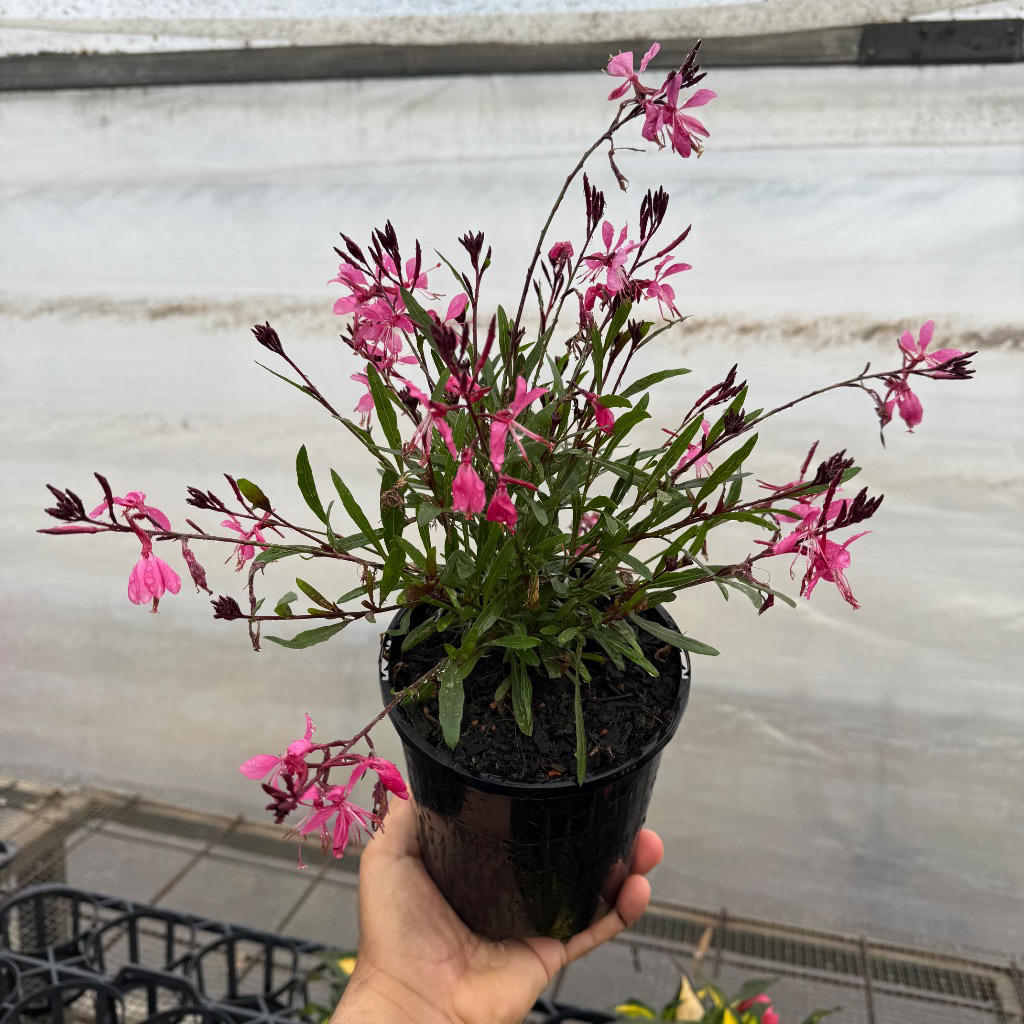 Gaura lindheimeri ‘Steffi™ Dark Rose’ (Bee Blossom)