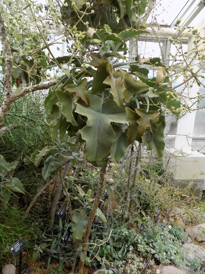 Kalanchoe beharensis (Velvet Leaf Kalanchoe)