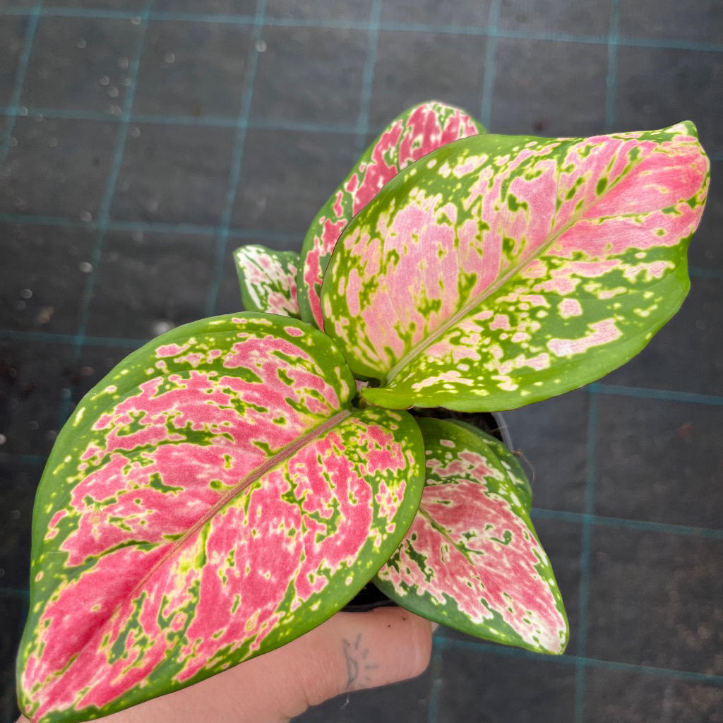 Aglaonema ‘Crimson Valentine’ (Chinese Evergreen)