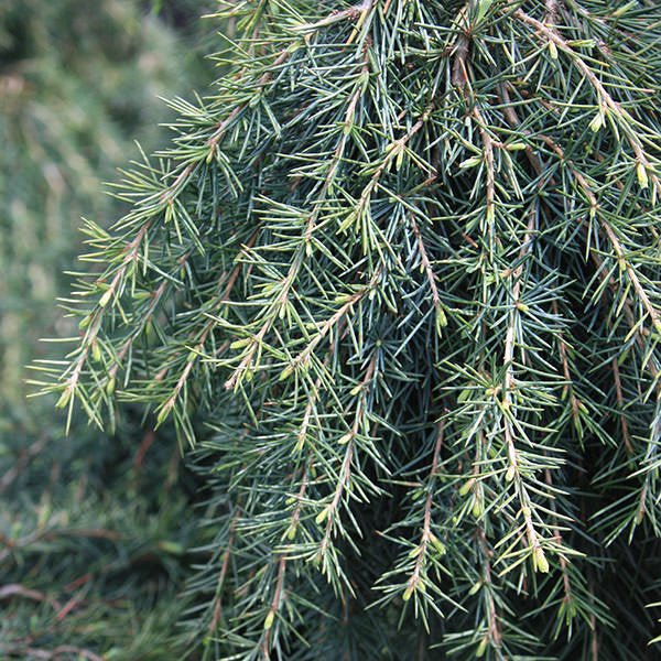 Cedrus Deodara ‘Feelin’ Blue’ Standard (Feelin’ Blue Deodar Cedar Standard)