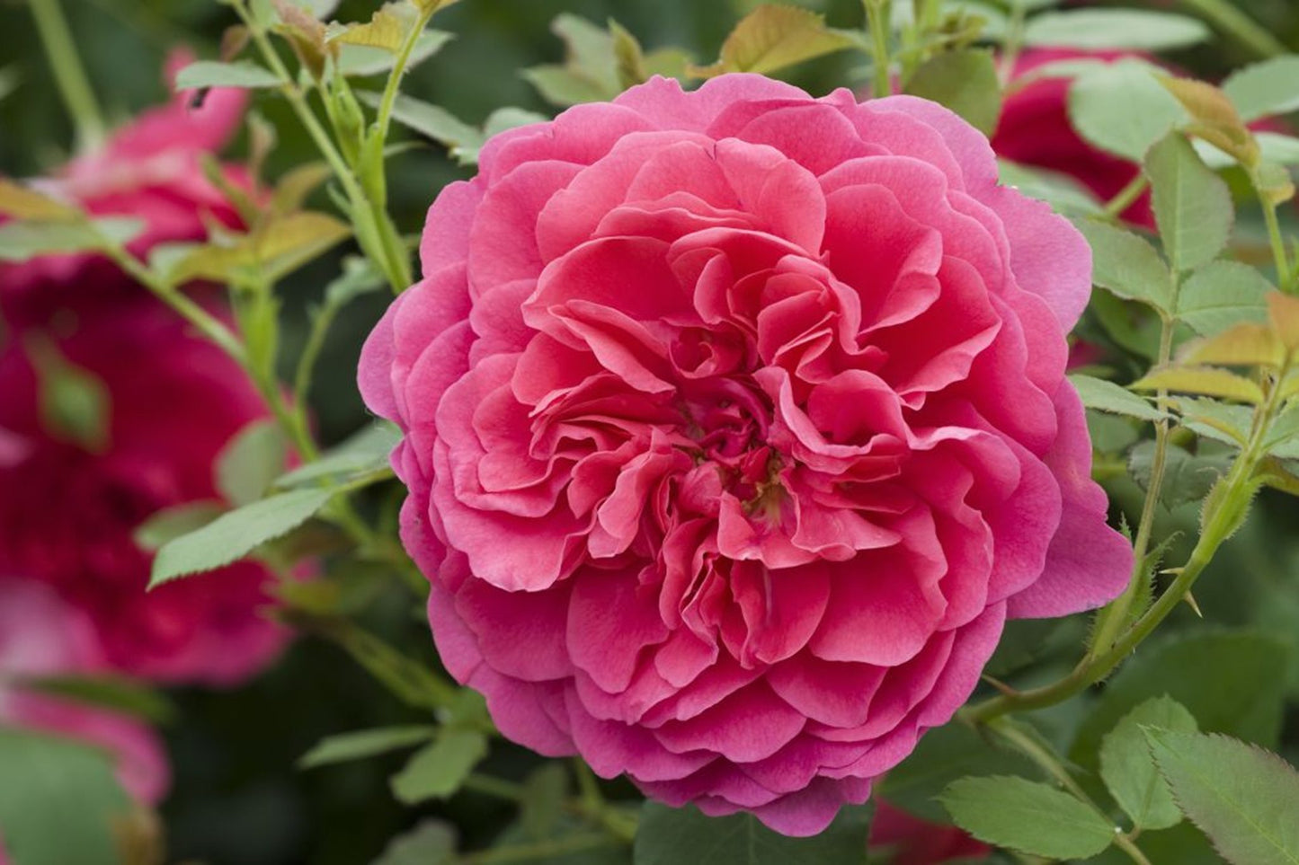 Rosa 'Sir John Betjeman' (Sir John Betjeman English Rose)