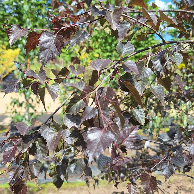 Betula populifolia 'Royal Frost' (Royal Frost Birch)