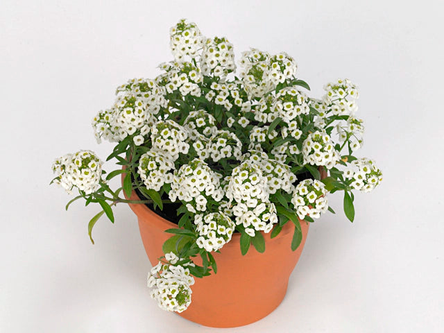 Lobularia ‘White Stream’ (Sweet Alyssum)