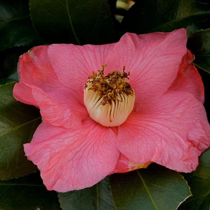 Camellia Japonica Kingyo-Tsubaki (Fishtail Camellia)
