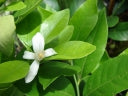 Citrus × microcarpa – Calamondin Orange Grafted