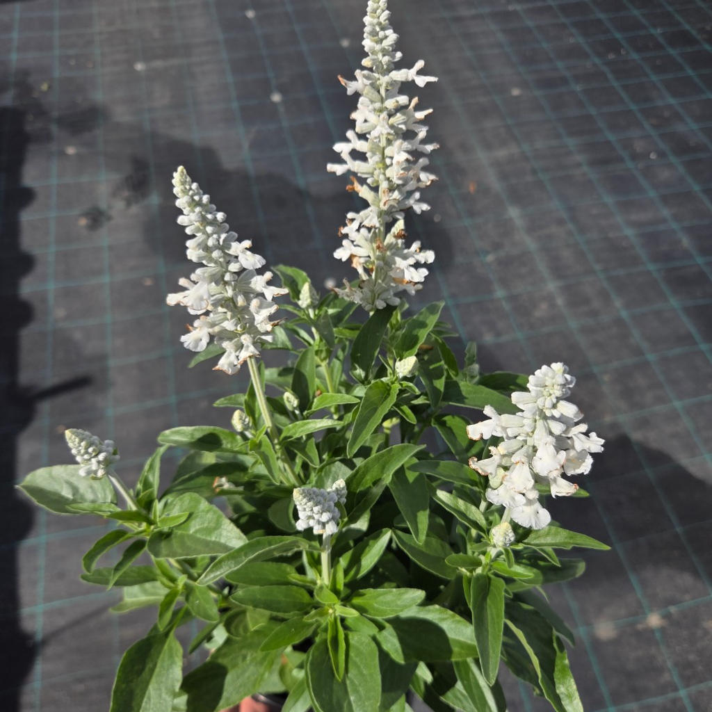 Salvia farinacea ‘Sallyfun White’ (Mealycup Sage)