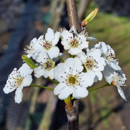 Pyrus Calleryana 'Red Spire' (Red Spire Pear Tree)