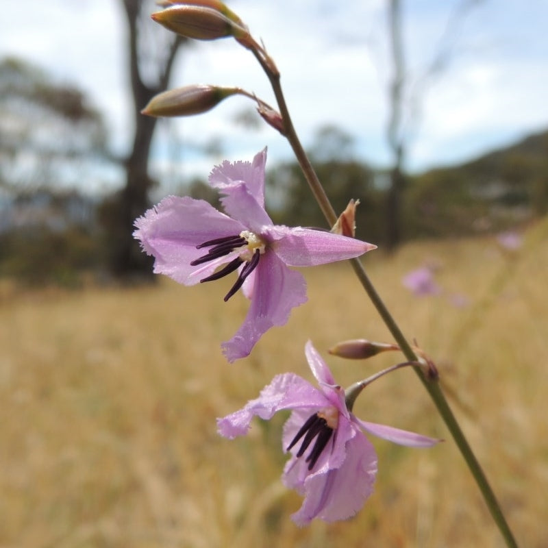 Arthropodium Fimbriatum (Chocolate Lily)