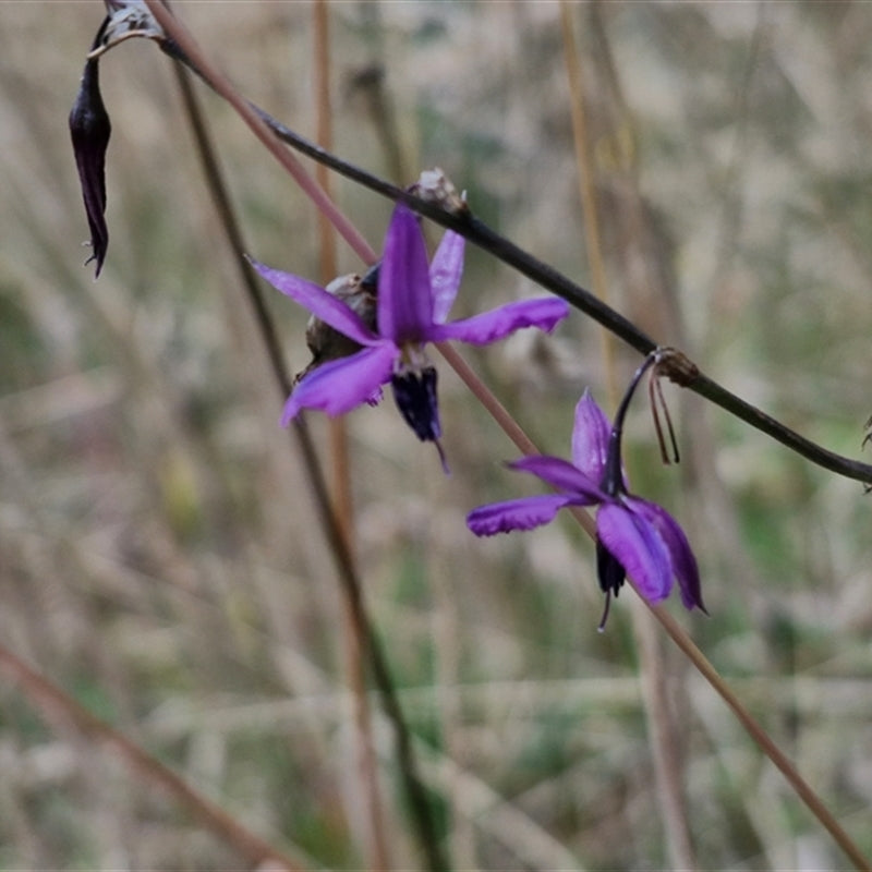 Arthropodium Fimbriatum (Chocolate Lily)