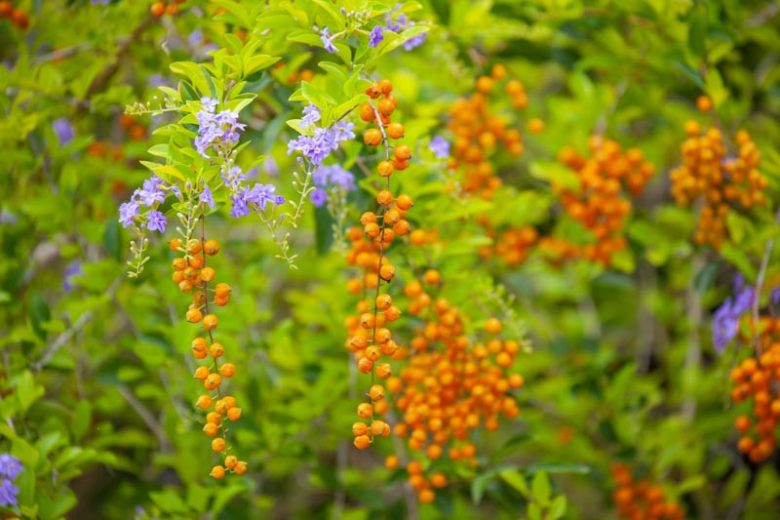 Duranta erecta ‘Alba’ (White Duranta)