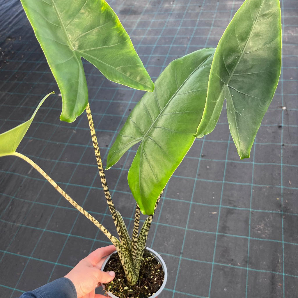 Alocasia zebrina (Zebra Plant)
