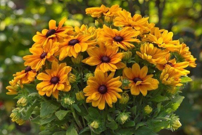 Rudbeckia ‘Sunbeckia Stella’