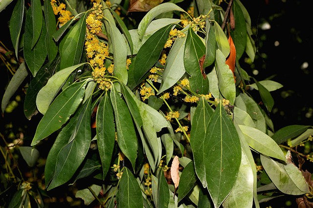 Neolitsea australiensis (Green Bolly Gum)