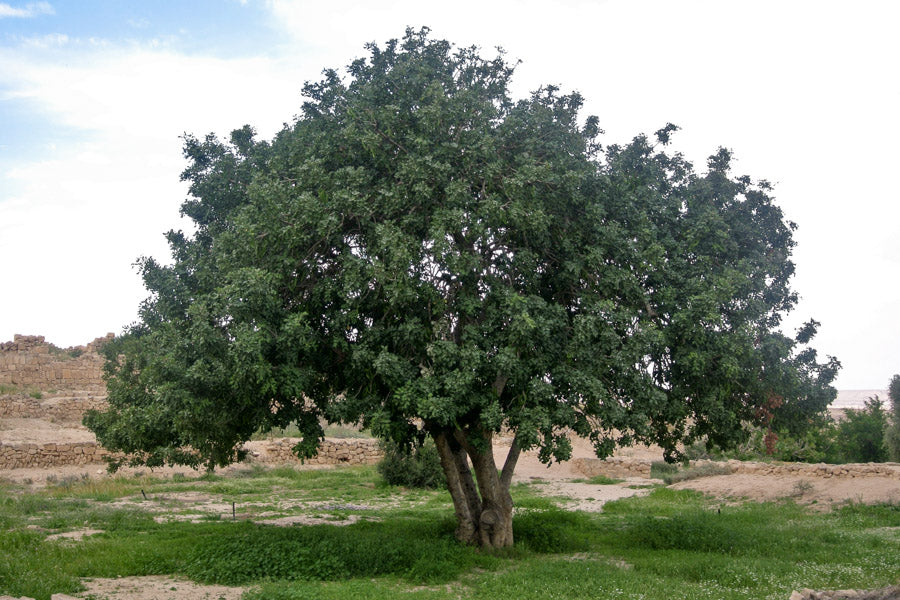 Ceratonia Siliqua (Carob Tree)