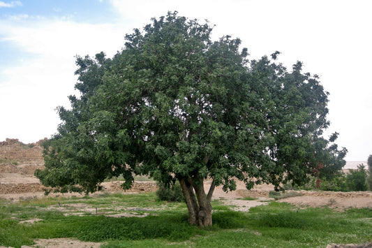 Ceratonia Siliqua (Carob Tree)
