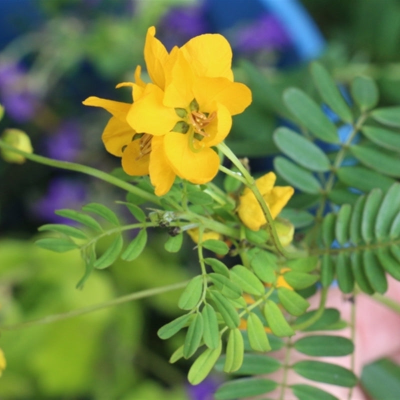 Senna Barronfieldii (Barronfield Senna)