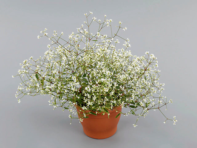 Euphorbia hypericifolia ‘Euphoric White’
