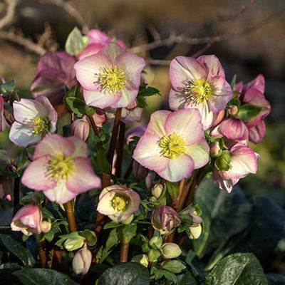 Helleborus × hybridus ‘Ice N’ Roses Mix’ (Lenten Rose)